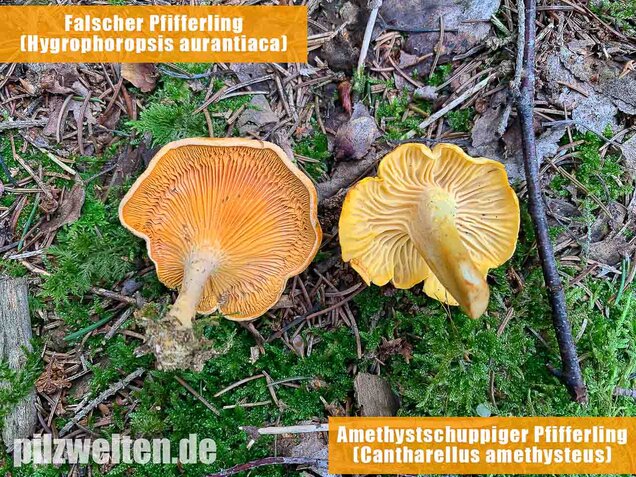 Falscher Pfifferling, Afterleistling, Hygrophoropsis aurantiaca