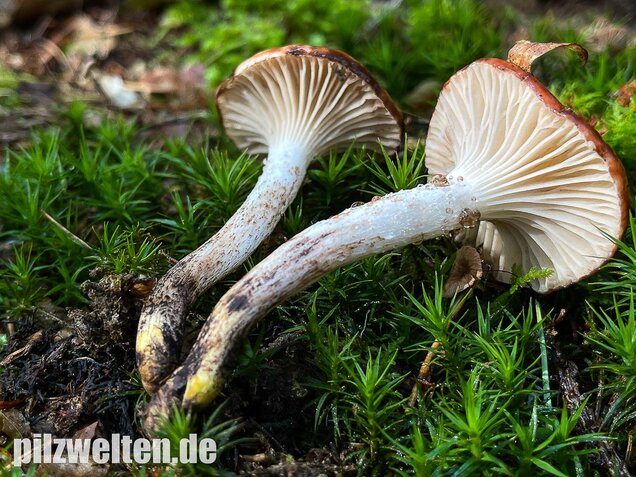 Gefleckter Gelbfuß, Gomphidius maculatus