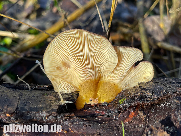 Gelbstieliger Muschelseitling, Sarcomyxa serotina
