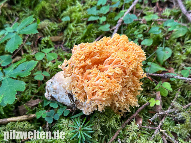 Gelbwerdende Koralle, Rosagelbliche Koralle, Ramaria flavescens