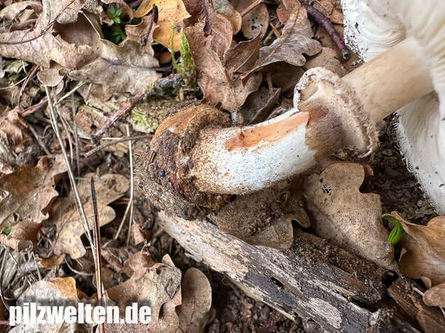 Gerandetknolliger Safranschirmling, Chlorophyllum brunneum
