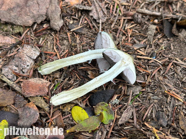 Grünspanträuschling, Stropharia aeruginosa