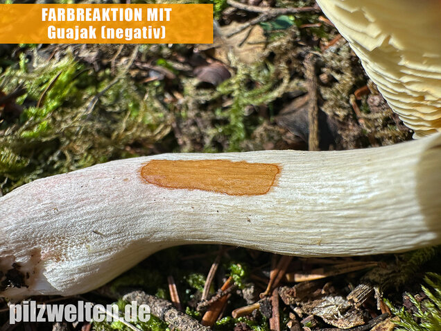 Hohlstieltäubling, Weißtannentäubling, Russula cavipes