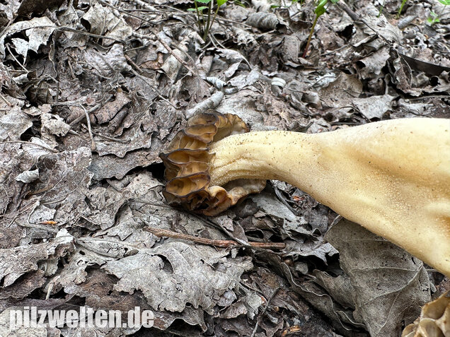 Käppchenmorchel, Morchella semilibera