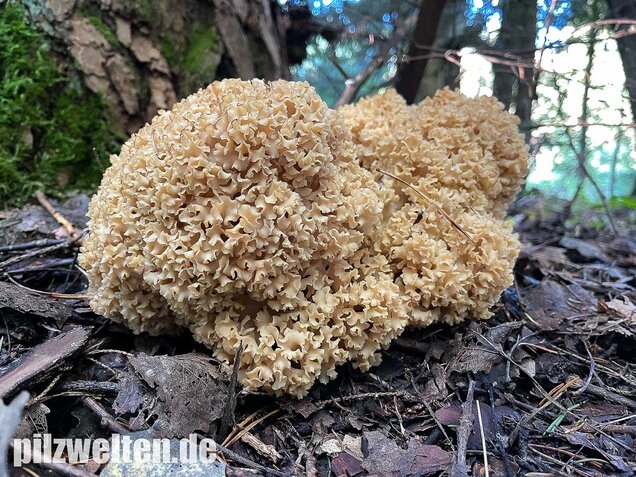 Krause Glucke, Sparassis crispa