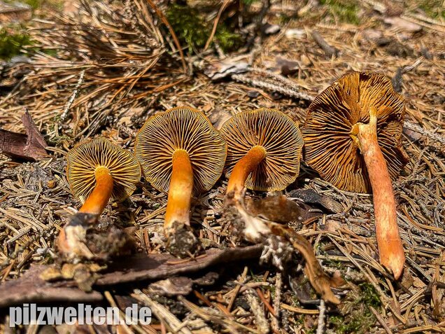 Kupferroter Hautkopf, Cortinarius uliginosus