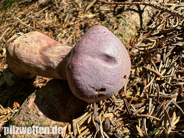 Lila-Dickfuß, Safranfleischiger Dickfuß,  Cortinarius traganus