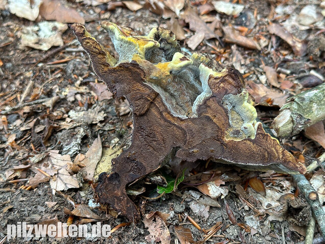 Nadelholzbraunporling, Phaeolus schweinitzii
