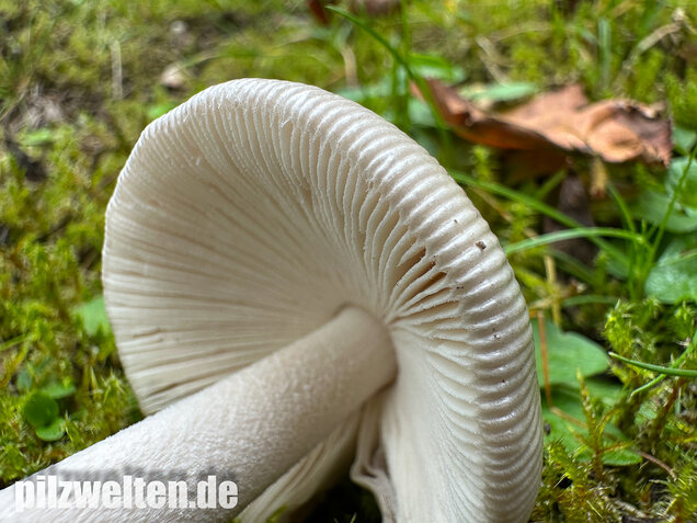 Pappelstreifling, Amanita simulans Contu