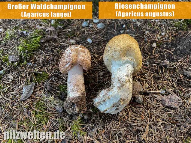 Großer Waldchampignon, Agaricus langei