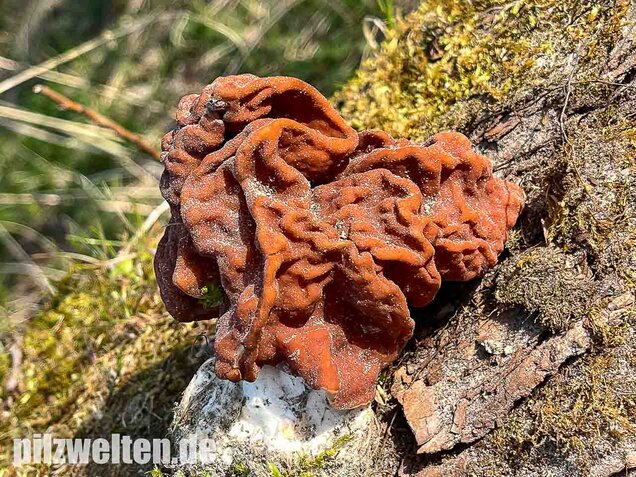 Riesenlorchel, Gyromitra gigas