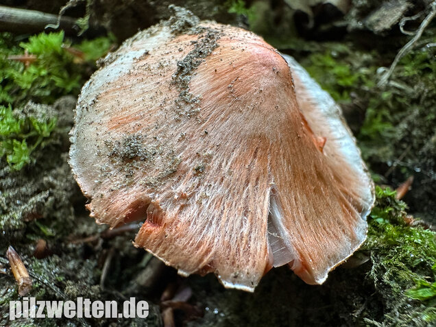 Rötender Risspilz, Schamroter Risspilz, Inocybe godeyi