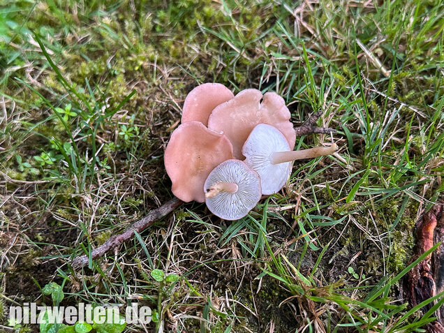 Rosenroter Schönkopf, Rugosomyces persicolor