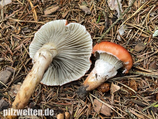 Rosenroter Gelbfuß, Gomphidius roseus