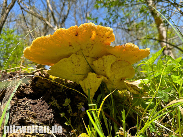 Schuppiger Porling, Cerioporus squamosus