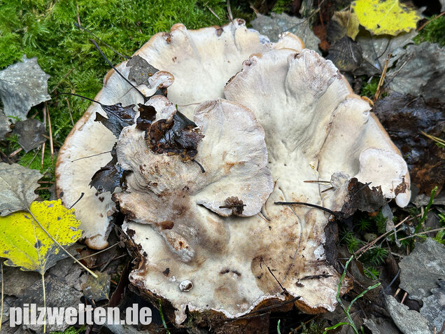 Schwarzgebänderter Harzporling, Nadelholzharzporling, Ischnoderma benzoinum