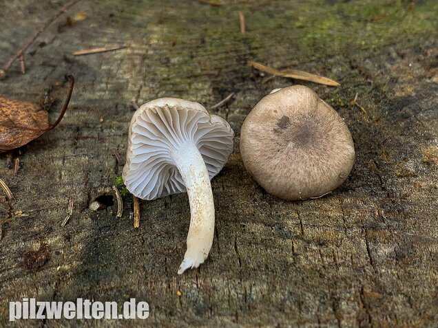 Schwarzpunktierter Schneckling, Hygrophorus pustulatus