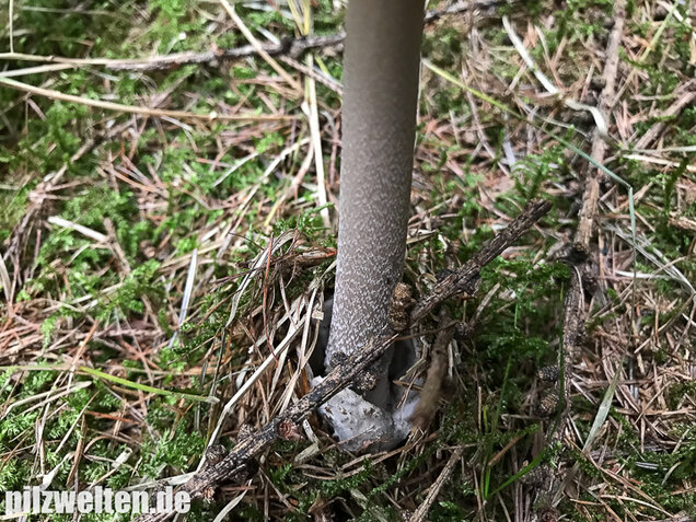 Silbergrauer Scheidenstreifling, Amanita argentea