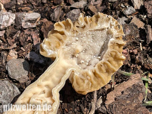 Speisemorchel, Morchella esculenta