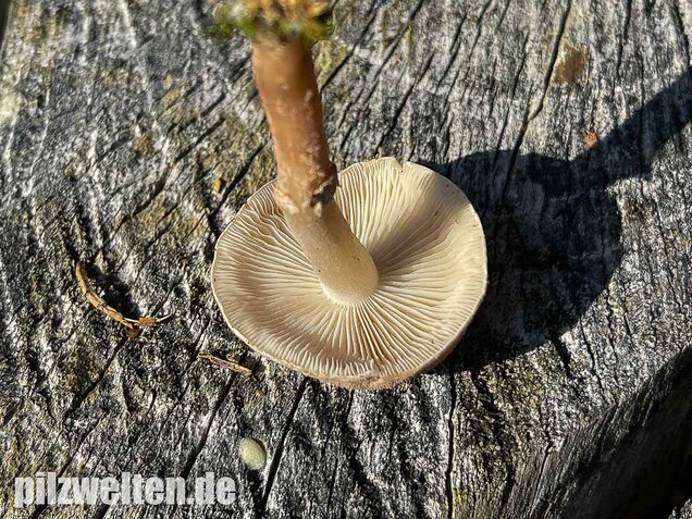 Starkriechender Körnchenschirmling, Cystoderma carcharias