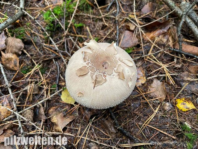 Sternschuppiger Riesenschirmling, Macrolepiota fuliginosa