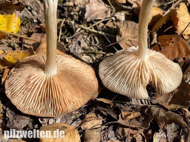 Weidenrötling, Entoloma sericatum
