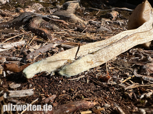 Weißer Birkenpilz, Leccinum holopus