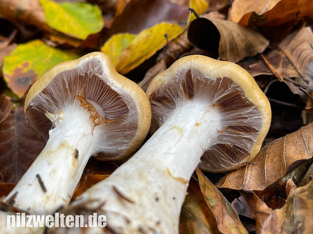 Ziegelgelber Schleimkopf, Semmelgelber Schleimkopf, Cortinarius varius