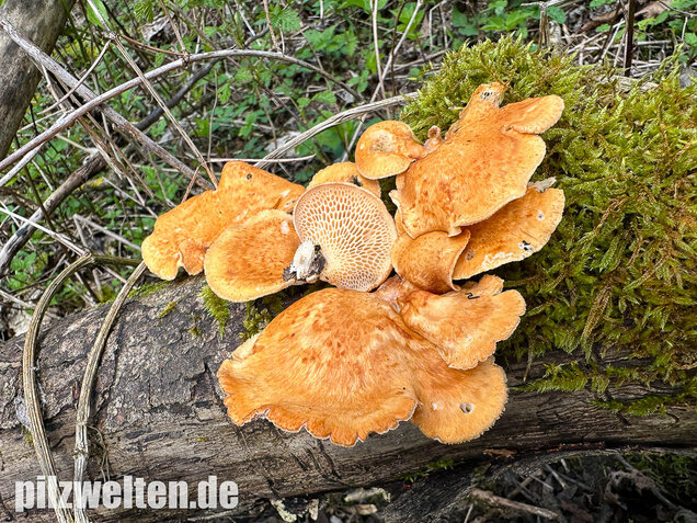 Bienenwabenporling, Waben-Stielporling, Neofavolus alveolaris