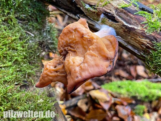 Bischofsmütze, Gyromitra infula