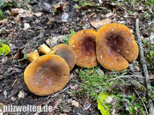 Brauner Afterleistling, Hygrophoropsis rufa