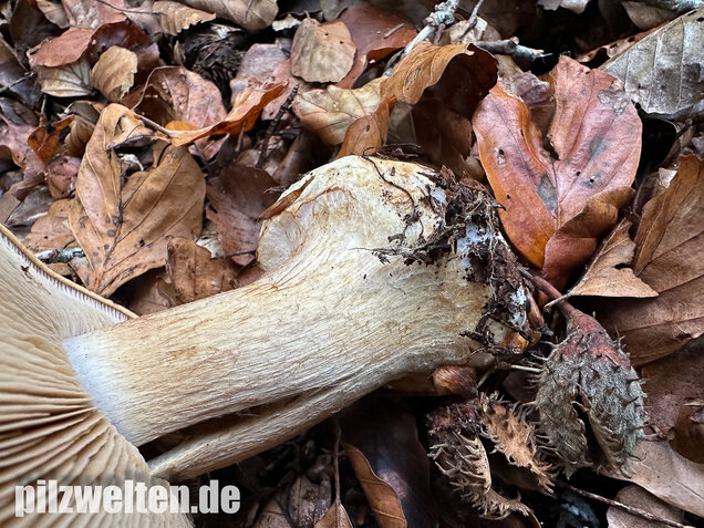 Breitknolliger Klumpfuß, Cortinarius saporatus