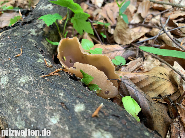 Buchenwaldbecherling, Peziza arvernensis