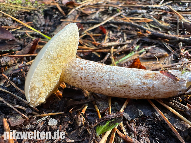 Elfenbeinröhrling, Weymouthsröhrling, Suillus placidus