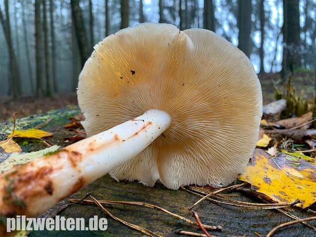 Gefleckter Rosasporrübling, Rhodocollybia maculata