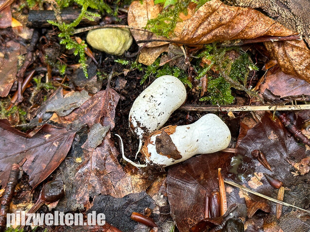 Gemeine Hundsrute, Mutinus caninus