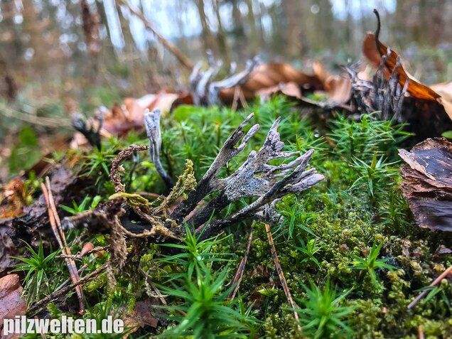 Geweihförmige Holzkeule, Xylaria hypoxylon