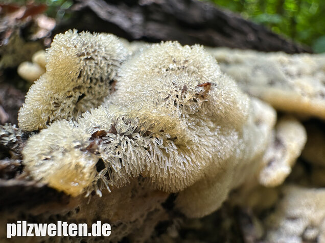 Geweihförmiger Schleimpilz, Ceratiomyxa fruticulosa