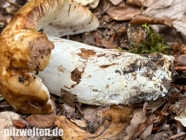 Gilbender Stinktäubling, Russula subfoetens