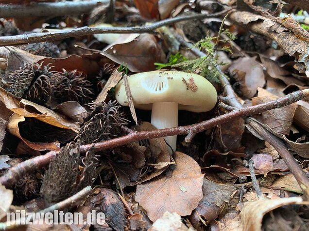 Grasgrüner Täubling, Russula aeruginea