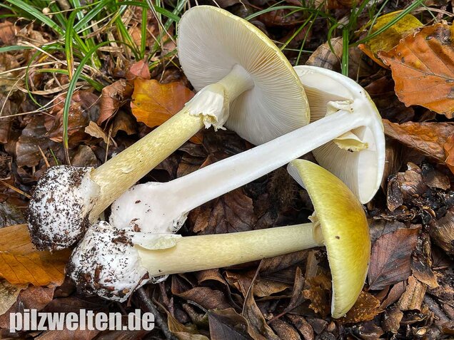 Grüner Knollenblätterpilz, Amanita phalloides