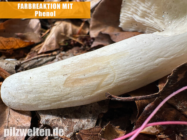 Grüner Speisetäubling, Russula heterophylla