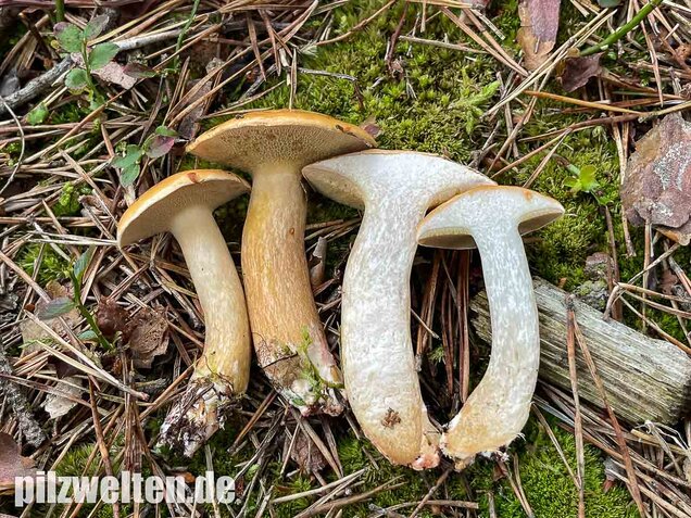 Kuhröhrling, Suillus bovinus