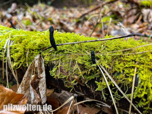 Langstielige Holzkeule, Xylaria longipes