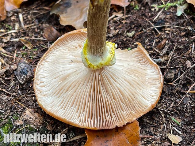Laubholzhallimasch, Armillaria gallica