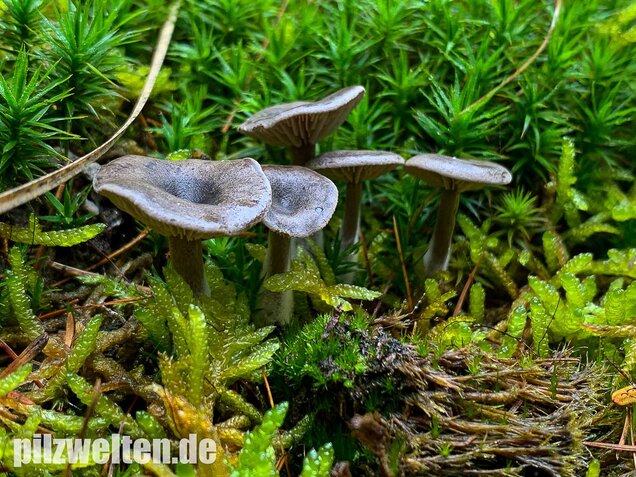 Grauer Mehltrichterling, Clitocybe ditopa