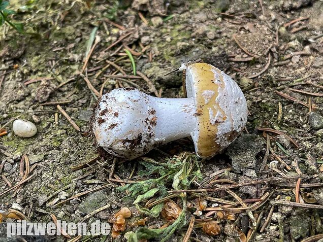 Narzissengelber Knollenblätterpilz, Amanita gemmata