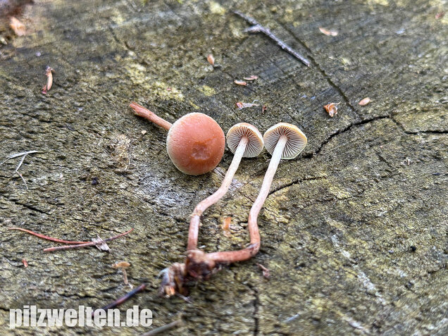 Natternstieliger Schwefelkopf, Hypholoma marginatum