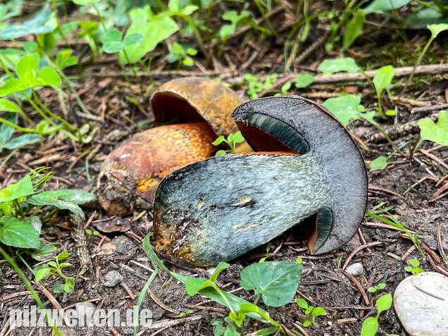 Netzstieliger Hexenröhrling, Suillellus luridus