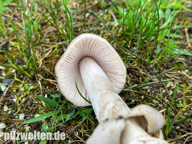 Ockergrauer Scheidenstreifling, Ockergrauer Riesenstreifling, Amanita lividopallescens